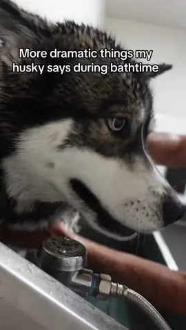 It never stops 🤦🏽‍♀️ #huskiesoftiktok #viraldogs #huskylife #huskies #dogsvideo #huskylove #talkinghusky #dogdad #doglife #dogsoftiktokviral #viraldog #doggo 