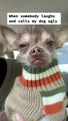 Choose your next words carefully, because my hoomans are ready 😎 #dogmoms #dogdads #chihuahuas #hairlessdog #hairlesschihuahua #dogmomsoftiktok #dogdadsoftiktok #dogvideos #dogtok #dogparents 