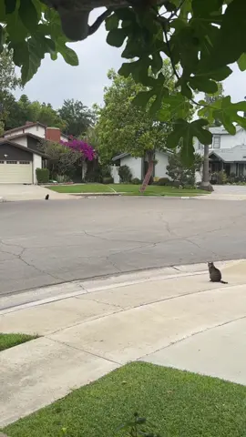 This cul de sac aint big enough for the both of us #catsoftiktok 