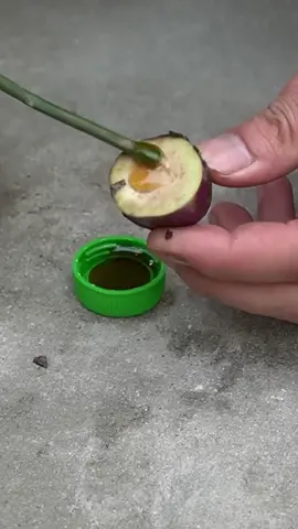 Surprised With How To Grow Eggplant With Banana #foryoupage #DIY #fypシ #fyp #gardening #garden #gardenproject