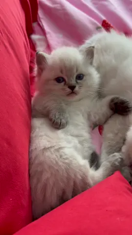 Kittens napping together 