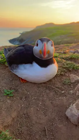 This is your reminder to add Skomer Island to your bucket list… #fyp #foryou #foryoupage #explore #wanderlust #travel #skomer #puffins #puffinsoftiktok #pembrokeshire #visitwales #discovercymru #wildlife #ukwildlife #wildlifephotographer #wildlifephotography 