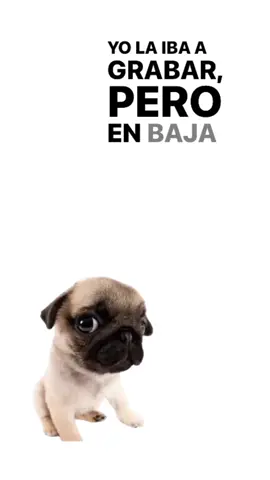 Respuesta a @omarp12   #4k #elalfa #pug #carlino 