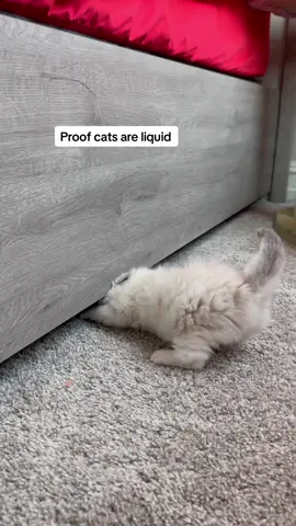 And I bought this bed thinking my cats wouldn't be able to go underneath it. I was quickly proven wrong 