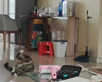 🤣#cat #cute  
