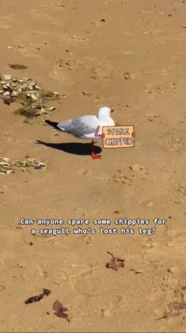 The one legged seagull #fyp #seagull #chips #fries 