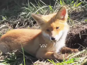 || — лисята || #fypシ  #cute #fox #animals #edit #nature #🍙 #sammer #video #aesthetic 