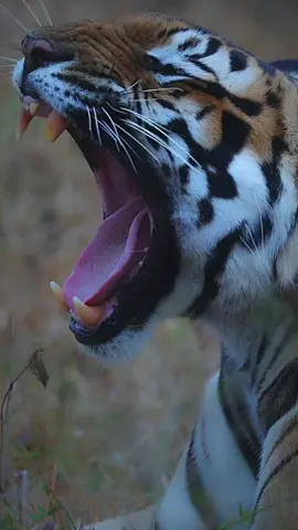 🐯 #tigredebengala #wildlifephotography #felino #animalesfantásticos #animalessalvajes 