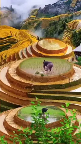 Luar biasa❗Di China, Pegunungan jadi area persawahan...