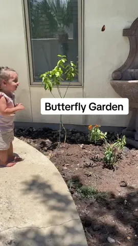 Oit butterfly garden is happening! #butterfly #butterflies #butterflygarden #butterflygardening #milkweed #milkweekformonarchs #gardentok #gardening101 #gardenproject #summergarden #flowers #polinator 