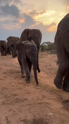 Giant but gentle, in their march across the land 🐘 Can you spot Khanyisa and Fishan? #elephants #southafrica #wildlife #elephantorphanage #elephant #babyelephants #animalrescue #babyanimals 