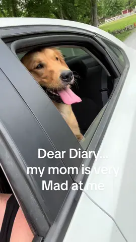 #shadow #goldenretriever #escapedog #runawaydog #wannabeaballershockcollar #butimcutetho #ideservethis #fypシ #fyp #makemefamous #dogsoftiktok #theyresickofmyshit 