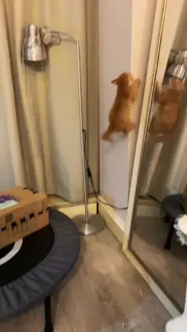 😂😂#orangecat #climbingcatchallenge #catsoftiktok #cat#catvideo #fyp#kittensoftiktok #kittenlover