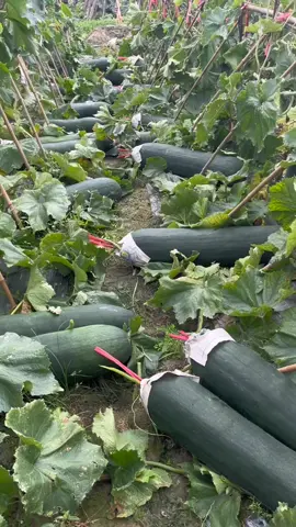 Biggest cucumbers 🥒 #geneticallymodified 