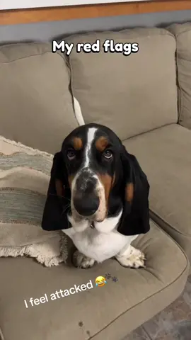 Leg day?! Really?! The other two Ill accept, but the legs arent my fault! 🙄🐾❤️ . . . #legday #legdayeveryday #shortlegs #shortlegsyndrome #shortlegsdontcare #shortlegsbigheart #redflags #winston #basset #bassethound #bassethoundsoftiktok 