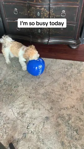 Ima play with this ball all day! #dogsoftiktok #happiness #influencers #happydogs #funnyanimalsvideos #havanese #dogtoys ##havanese 
