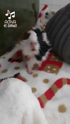 Escucha este sonido tan lindo que hacen los cuyitos. Cuyito gritando a todo pulmon que le den de comer. #cuyos #cuy #cuicui #cavie #cobayas #guineapigs #sonidosdecuyos #sonidocuyo #sonidosrelajantes #asmr #mascotas #pet #mascotastiernas#kawaii #mascotaskawaii #cute #stylingcuicui 