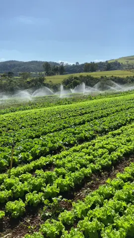 🥬👨‍🌾 #agricultura #natureza #horta #hortaorganica #verduras #alimentosorganicos #organicos #fy 
