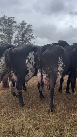 Qualidade Calciolandia! #vidanocampo #rurallife #vidadefazenda #fazenda #vacamania #agrobrasil #animaisdotiktok #vidadecowboy #narotadasleiteiras #megaleite2023 #pecuária #vacaboaevacavendida #leite #girolandoleiteiro #vacadeleiteboa #vacaboadeleite #gadogirolando #goiasbaodemais #vivaoagro #madeinroça #comprarvacadeleite #comprarvacas #comprarunavaca #comprargirolando #agroreserva #veterinario #tirarleite #leite #vacadetorneio #vacaboadeleite #gadogirolando #fazendadeleite #fazendacalciolandia #calciolandia #gadobao #vacabonita #maisleite #amovaca #amofazenda #ordenhaleiteira #tirarleitedevaca 