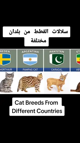 سلالات القطط من بلدان مختلفة Cat Breeds From Different Countries #tiktoklongs #tiktokarab #goingviral #viral #fyp #إحصاء #إحصائيات #our_differences #content #catbreed 