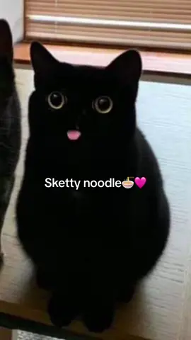 ✨ Skiddy Noodle ✨ #catsoftiktok #cat #meow #trending #fyp #foryou #cute #funny #skettynoodle 