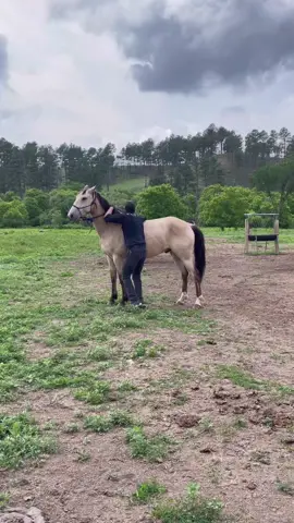 Another one of My uncles horses. Great jam from @Colin Fowlie  #horse #horses #horsesoftiktok #equine #horseriding #fyp #fypシ #foryou #foryoupage #fy #buckskin 