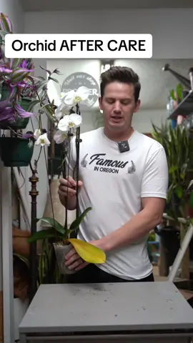 Orchids are very simple to care for when you understand a few things. They get a bad reputation because they’re very popular, and by sheer numbers, lots of people are bound to fail. Here’s what you need to know! #planttips #orchid #PlantTok 