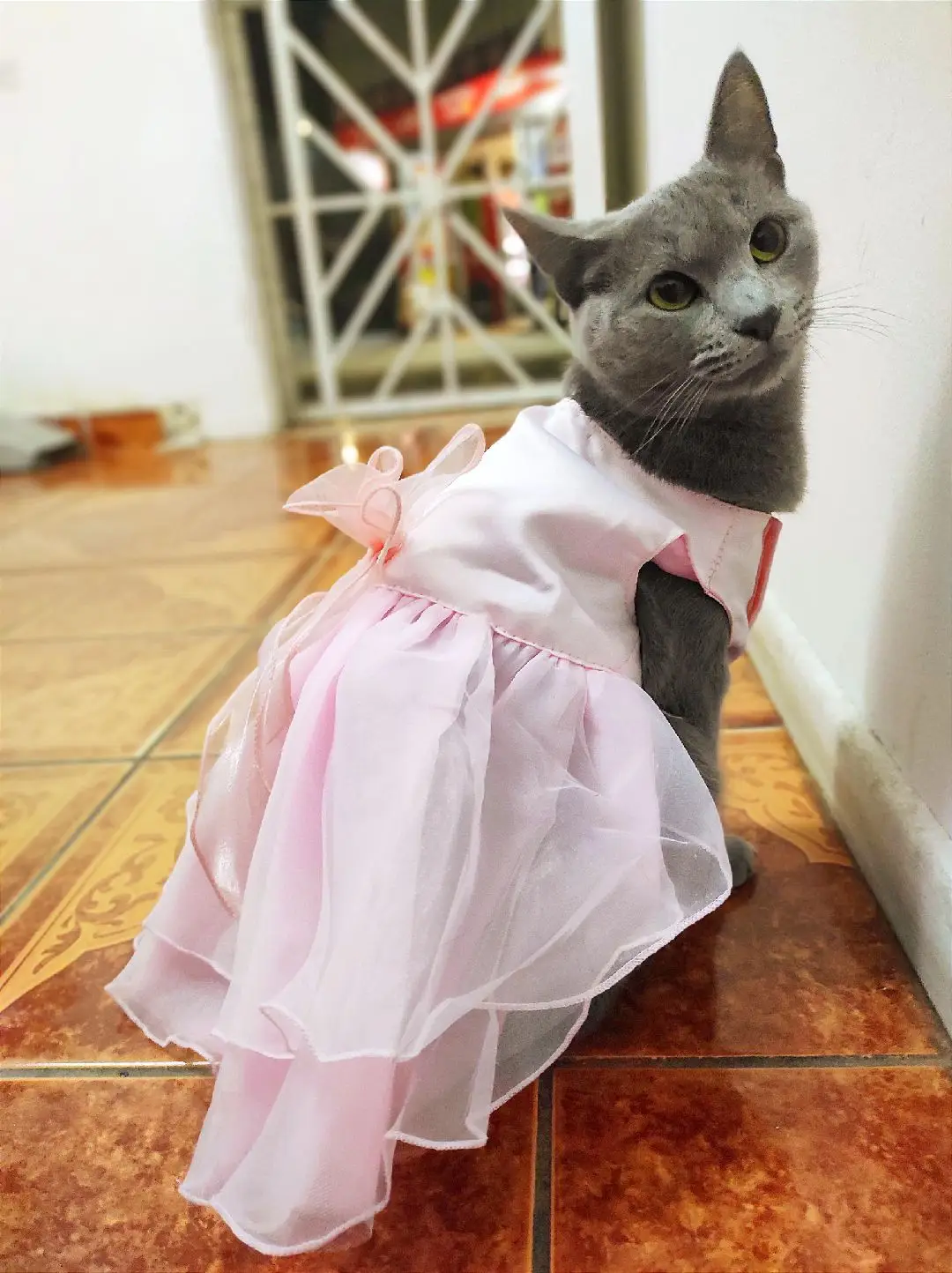 Homero y Marge con su ropita para el matrimonio 👉👈 #boda #parati #fyp #gatos #gatoschile