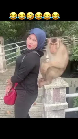 😂🤣🤣🤣🤣 #tiktok #monkeysoftiktok #foryourpage #monkey #funnyvideos #funnymonkeys #monkeyhugging #monkeylover 