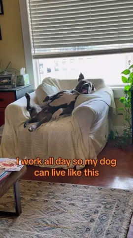Living-the-Good-Life-Larry is what we’ll call him. #pitbullsoftiktok #americanbulldog #dogsoftiktok #dogs #pitbull #furbaby 