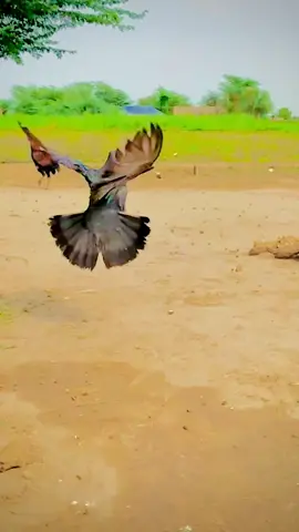 Pardesi Dhola❤. Part 17 Roller pigeons #ماشاءالله #کبوتر_شوق🕊🕊🕊 #kabutarlovers #viralvideo #foryou #foryoupage #fyb 