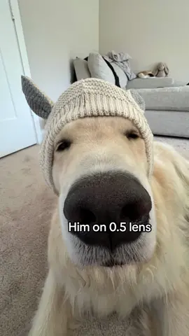 Donkey maui 