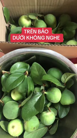 Trên bảo dưới không nghe dùng ngay Trâu Cổ. #songkhoe247 #sinhlinam #yeusinhly #đongy #duocsinguyentheu #xuhuong #dalali #trauco 