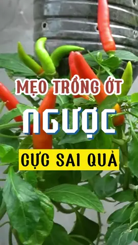 Mẹo trồng ớt ngược tại nhà cực sai quả  #trongrausach   #rauantoan #trongrautainha #trongrausanthuong #leadgeneration #haechan #tiktokgiaitri #fyp #foryouu #LearnOnTikTok #giathedainong #dattrongnhatban #nongnghiep #trongot #trongottainha #trending