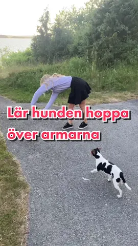 Tutorial! Lär hunden hoppa genom armarna🫶🏻🐕 #lärdigpåtiktok #hundträning #hundtrix #foryou 