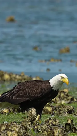 Have you ever seen an eagle slowly but very purposefully walk on it's massive, meaty murder mittens in order to catch it's next meal? #eagle #bird #marksmithphotography 