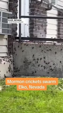 🦗 Millions of Mormon crickets descended upon six counties in Nevada, creating a bug-invested nightmare for many residents. #crickets #bugs #elko #nevada #trending  #fyp 