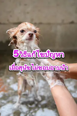 5 วิธีแก้ปัญหา เมื่อสุนัขไม่ชอบอาบน้ำ  #หมาน่ารัก  #หมาอาบน้ํา  #สุนัขแสนรู้ 