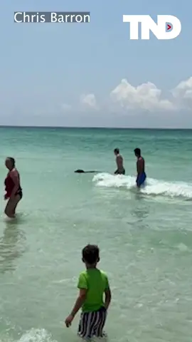 A 'beary' unexpected visitor finds his way to a Florida beach and swims with other beach goers. 🐻 🏖  How did he get there?! #bear #beach #florida #thenationaldesk #tnd #sinclairbroadcastgroup #sbg 