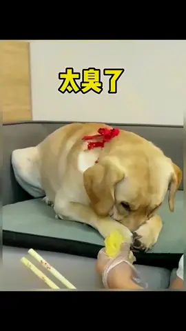 🐶🤢The dog smells the durian and immediately wrinkles its nose, displaying a disgusted expression.