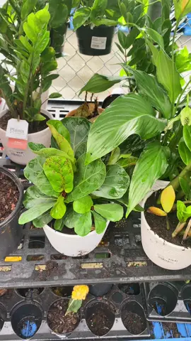 How does @Costa Farms make any money this way?? I even asked to help clear out some of this dead inventory (with a discount) and no one would help 🤷‍♀️ This is why us indoor plant peeps dont shop big box stores often. #walmart #indoorplants #costafarmsplants 