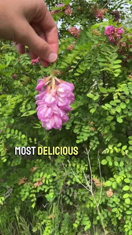 It was so awesome to find this relative of one of my all time favorite wild plants! The blooms of Robinia neomexicana were just as delicious to me as that of Robinia pseudoacacia! Thank you to @Orion Aon for bringing me to this spot to see these and for the the delicious improvised robinia-slaw that he made with them! #foraging #nature #plantidentification #botany #robinia #robinianeomexicana #blacklocust #roselocust