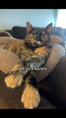 My cat definitely wins this trend 💅🏼🤛 #catsoftiktok #trending #fypシ゚viral 