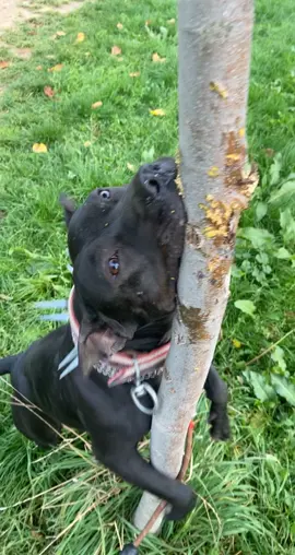 #pitbull #apbt #black #fypシ゚viral 
