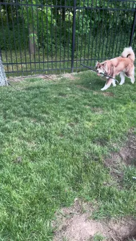 #husky #pet #fi #dog #huskies #dogmom #huskysoftiktok #huskylife #thanos #petlife #naughtyhuskies #naughtydog #sillyhusky #fyp #petlife #huskylover #mydogisanass #pooperscooper 