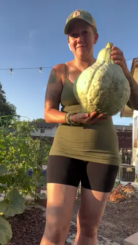 Well, blue hubbard squash grow well in the Central Valley 💖✨🙌🏼 (this year at least😅) #backyardgarden #california 