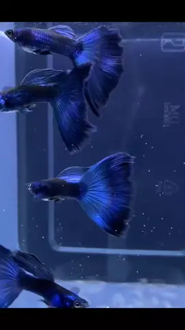 blue moscow#ikanhias #guppybreeder #guppyindonesia #guppylover #guppy #guppyfish #guppyfarm 