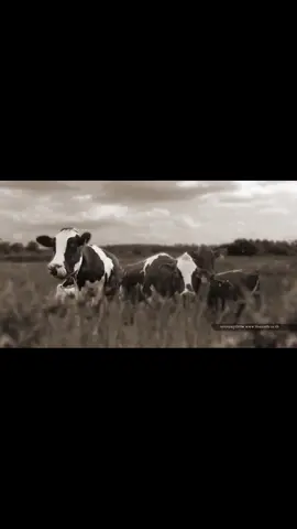 ✨🐄#หนองโพ  #🐮 #🐮🥛  . . #ตามรอยลิซ่า #นมหนองโพ  #blackpinkinyourarea #blackpink #blink #blackpinklisaedit #lalisa #lalisamanoban마노반 #lalisachallenge #lalisaloveme 