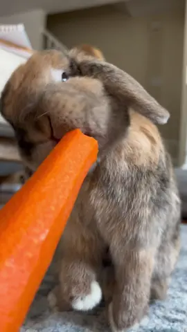 Nothing like a fresh farmers market carrot 🤤  #bunny #hollandlop #rabbit #rabbitsoftiktok #hollandlopbunny #trending #fyp #cute #cutebunny #eating #cuterabbit #asmr #asmrsounds #asmrsounds #asmrvideo #eatingasmr #viral #viralvideo #bunnyeatingasmr #carrot 