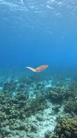 This was an unexpected moment!  A Caribbean reef squid came swimming up to me with curiosity, but then got spooked and inked the water! 🦑 Have you ever seen something like this? #Caribbeanreefsquid #squid #divingbonaire #bonairediving #marineanimals #underwater 